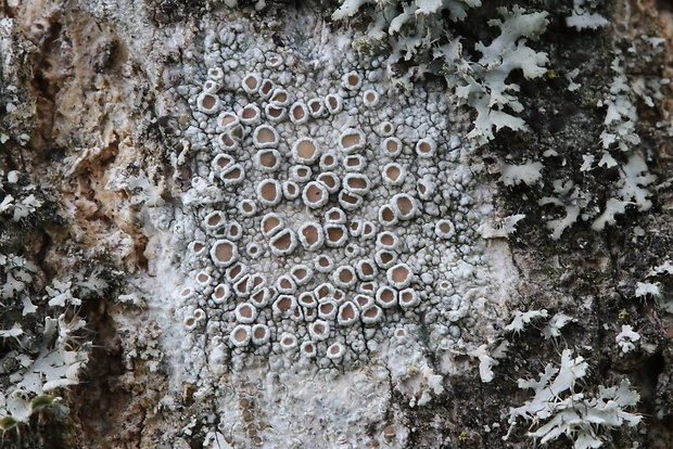 lekanora striebristá  Lecanora argentata (Ach.) Röhl.