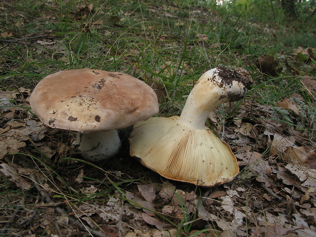 čechratec zavalitý Leucopaxillus tricolor (Peck) Kühner