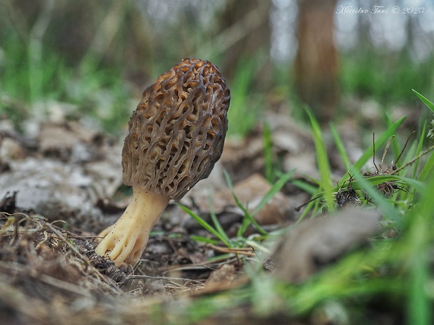 smrčok kužeľovitý Morchella conica Pers.