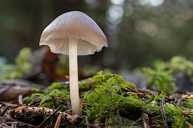 prilbička šišková Mycena strobilicola J. Favre & Kühner