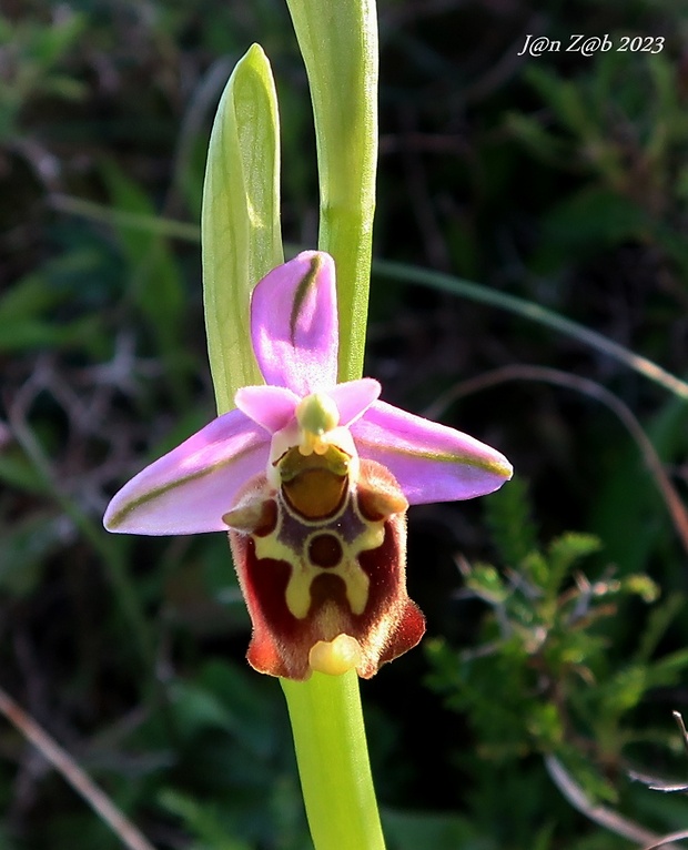 hmyzovník Ophrys calypsus  M. Hirth & H. Spaeth