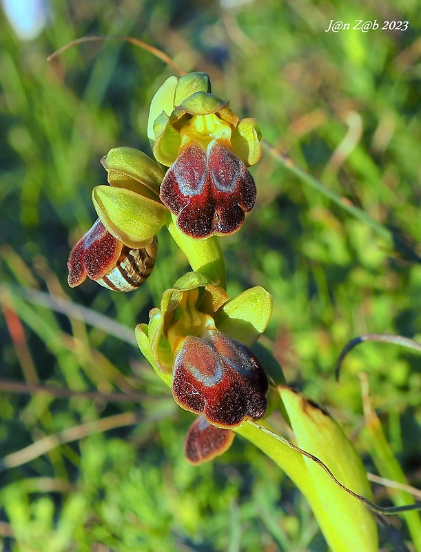 hmyzovník Ophrys fusca subsp. creticola (Paulus) H.Kretzschmar