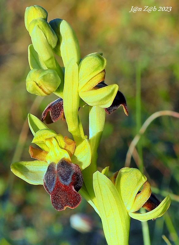 hmyzovník Ophrys fusca Link