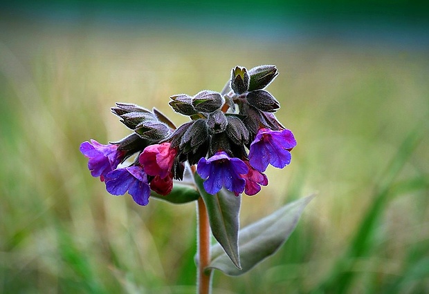 pľúcnik mäkký Pulmonaria mollis Wulfen ex Hornem.