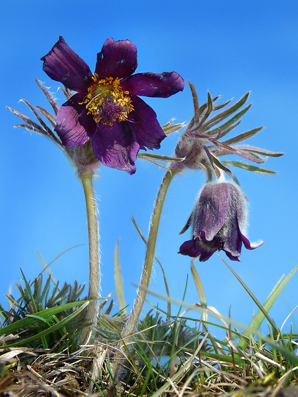 poniklec lúčny český Pulsatilla pratensis subsp. bohemica Skalický