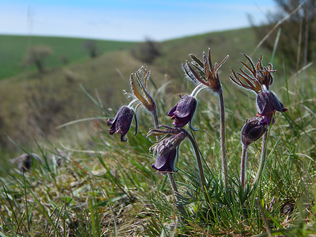 poniklec lúčny český Pulsatilla pratensis subsp. bohemica Skalický