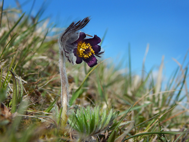 poniklec lúčny český Pulsatilla pratensis subsp. bohemica Skalický