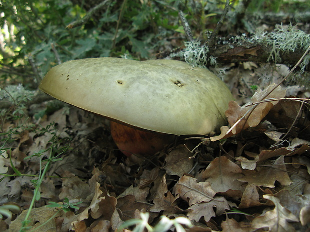 hríb satanský Rubroboletus satanas f. satanas (Lenz) Kuan Zhao & Zhu L. Yang