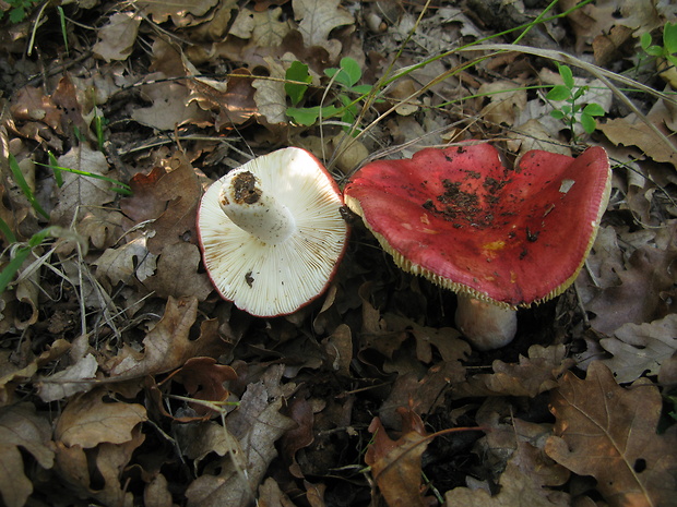 plávka červenobiela Russula rubroalba (Singer) Romagn.