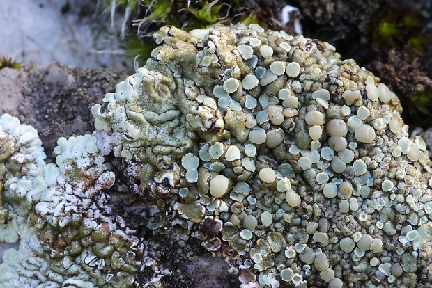 skvamarína chrupkovitá Squamarina cartilaginea var. cartilaginea (With.) P. James