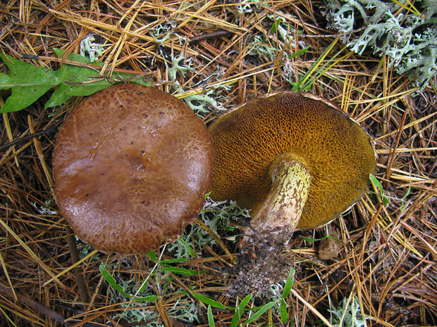 masliak sibírsky Suillus sibiricus (Singer) Singer