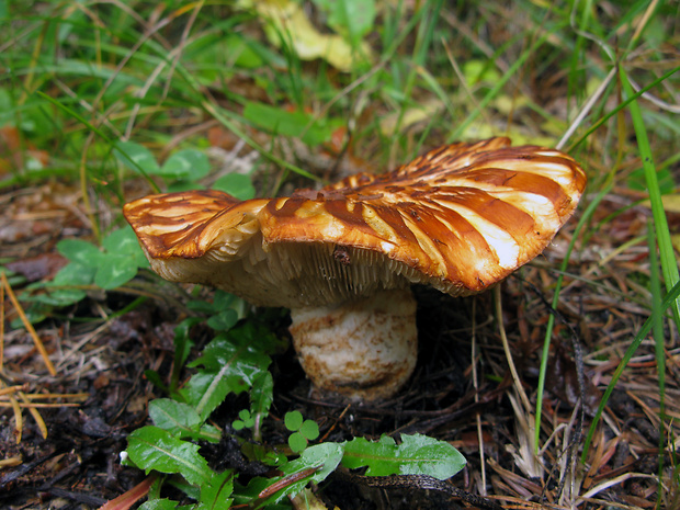 čírovka krokodília Tricholoma caligatum (Viv.) Ricken