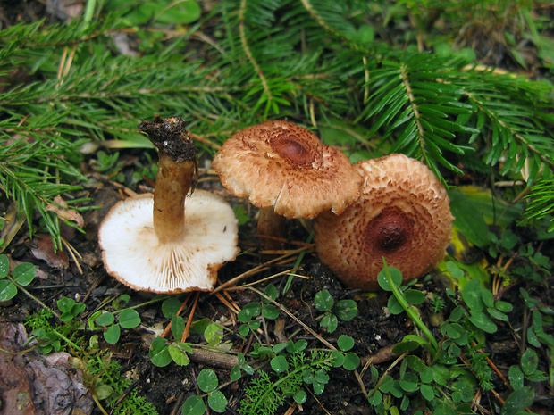 čírovka škridlicovitá Tricholoma vaccinum (Schaeff.) P. Kumm.