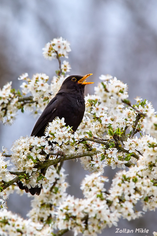 drozd čierny Turdus merula