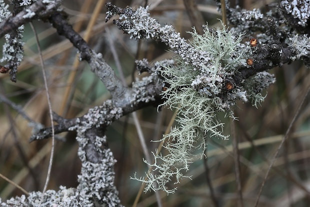 bradatec Usnea sp.