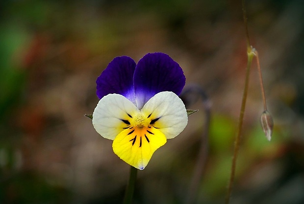 fialka roľná Viola arvensis Murray