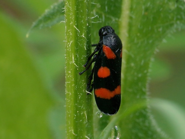 peniarka nížinná Cercopis sanguinolenta