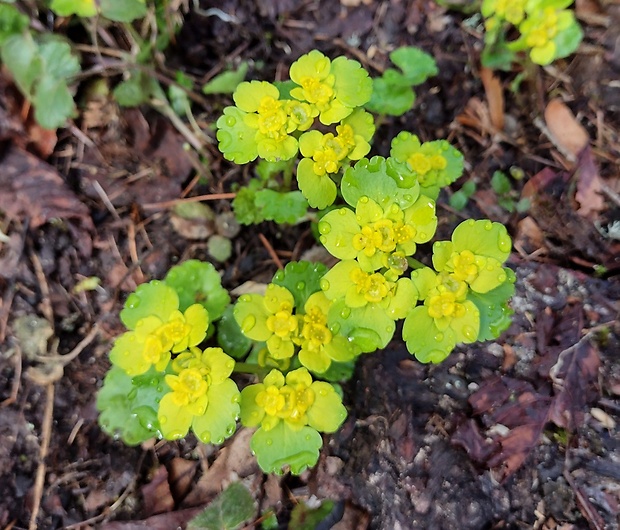 slezinovka striedavolistá Chrysosplenium alternifolium L.