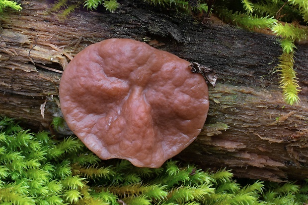 discinka Discina sp.