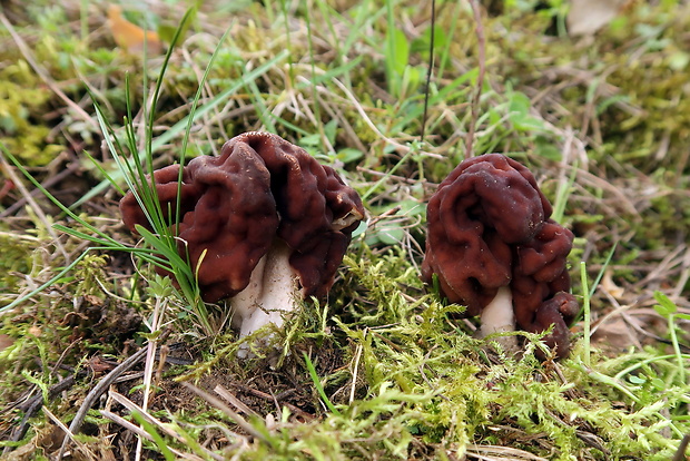 ušiak obyčajný Gyromitra esculenta (Pers.) Fr.