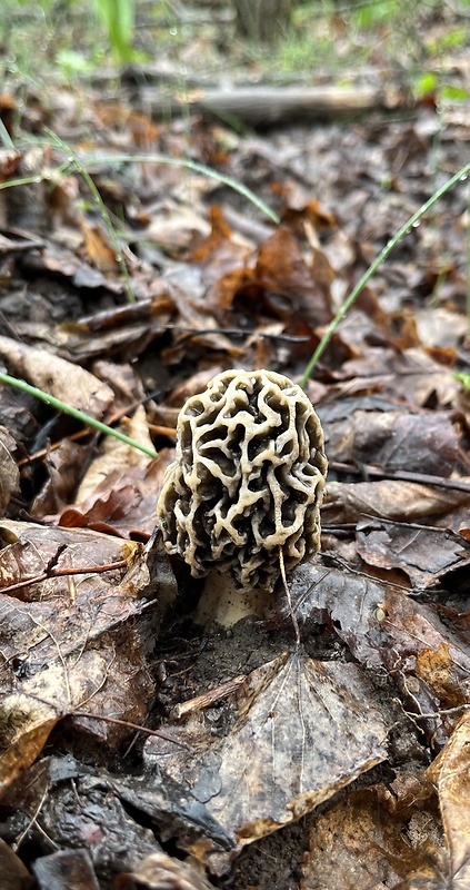 smrčok Morchella sp.