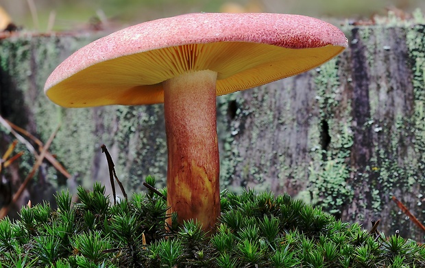 čírovec červenožltý Tricholomopsis rutilans (Schaeff.) Singer