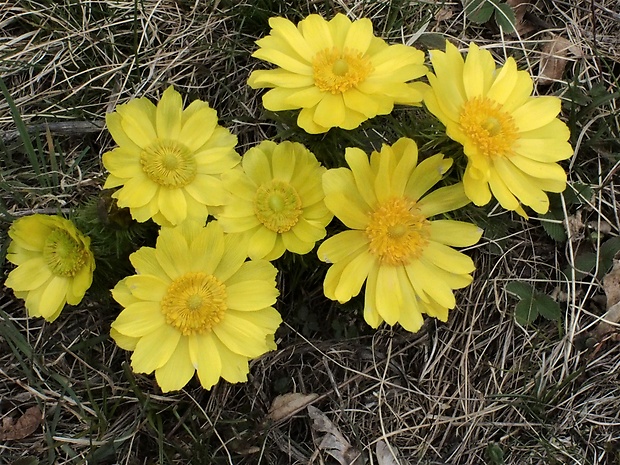 hlaváčik jarný Adonis vernalis L.