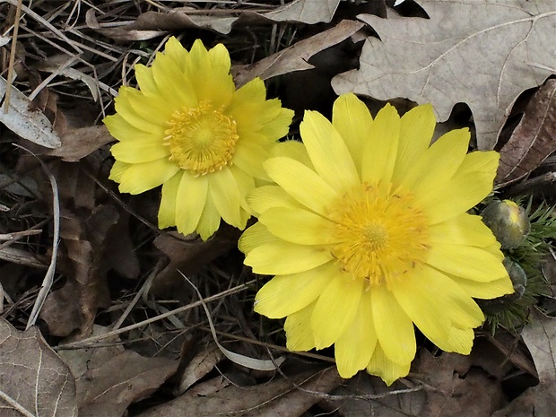 hlaváčik jarný Adonis vernalis L.