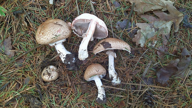 pečiarka lesná Agaricus sylvaticus Schaeff.