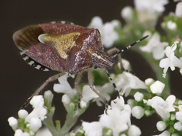 bzdocha menivá Carpocoris pudicus