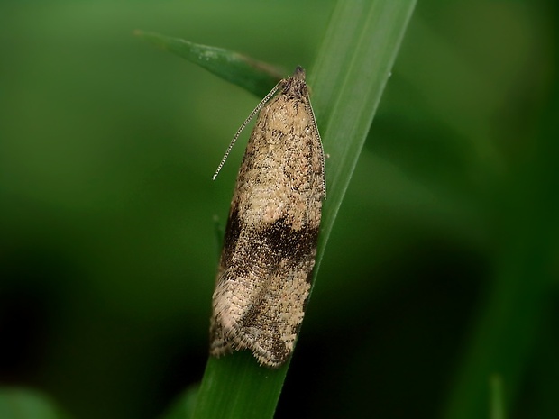 obaľovač púpavový Celypha striana