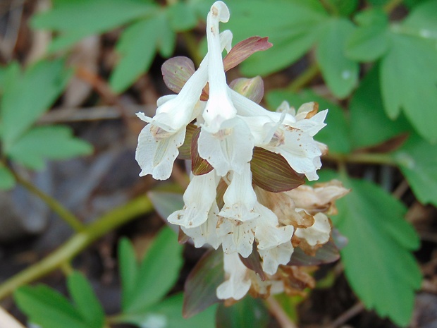 chochlačka dutá Corydalis cava (L.) Schweigg. et Körte