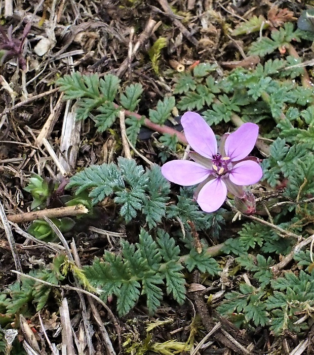 bociannik rozpukovitý Erodium cicutarium (L.) L