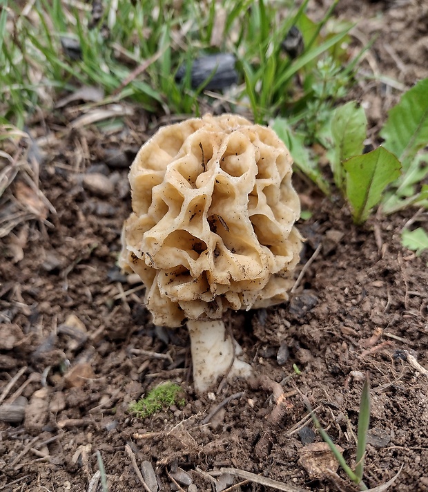 smrčok jedlý Morchella esculenta (L.) Pers.