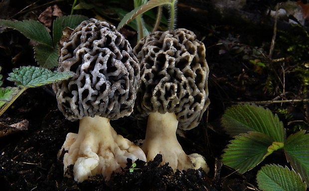 smrčok obyčajný Morchella vulgaris (Pers.) Gray