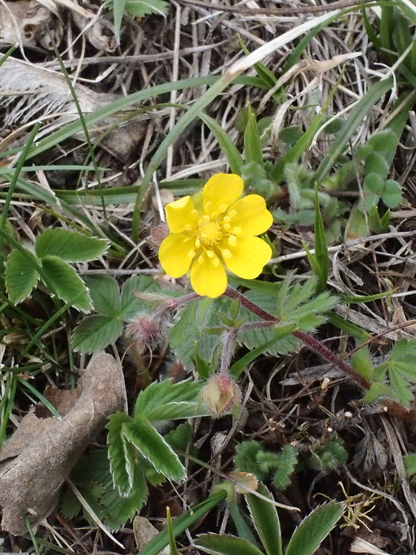 nátržník piesočný Potentilla arenaria Borkh.