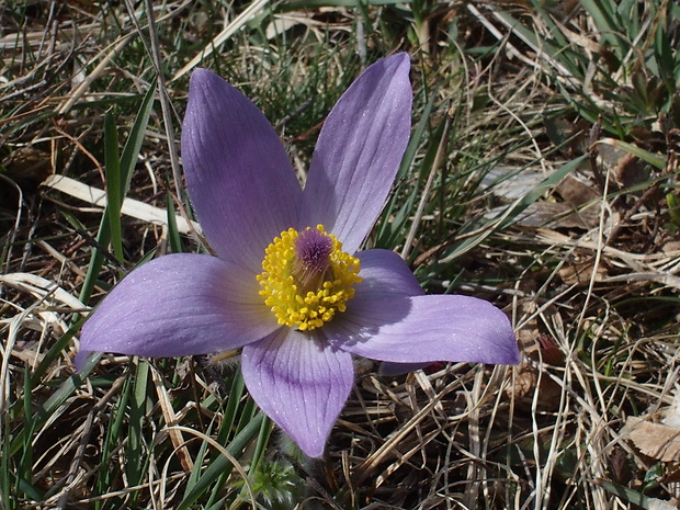 poniklec veľkokvetý Pulsatilla grandis Wender.