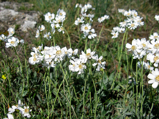 rebríček Achillea ageratifolia Vent.