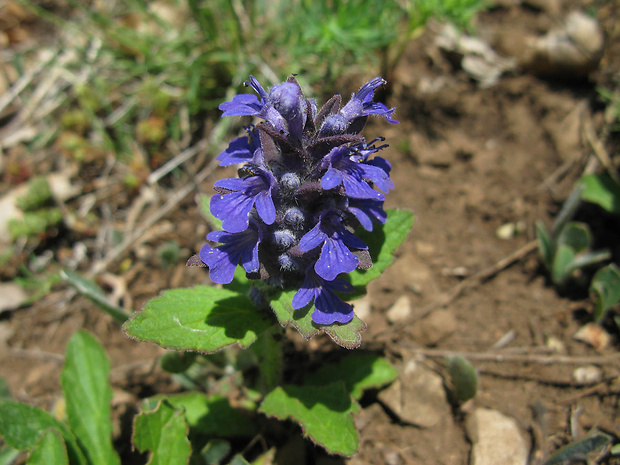 zbehovec ženevský Ajuga genevensis L.