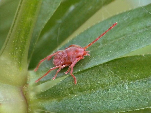 roztoč Allothrombium sp.