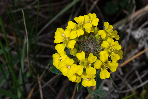 tarica kopcová pravá Alyssum montanum subsp. montanum L.