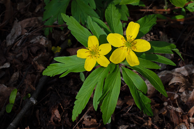 veternica iskerníkovitá Anemone ranunculoides L.