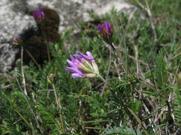 kozinec vičencovitý Astragalus onobrychis L.