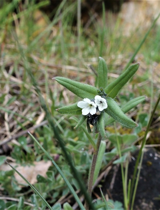 kamienka roľná Buglossoides arvensis