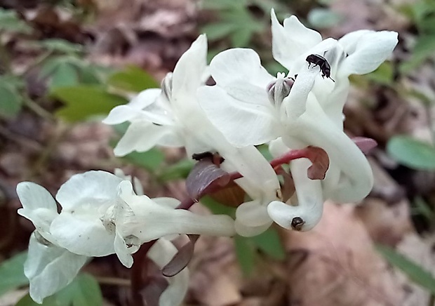 chochlačka dutá Corydalis cava (L.) Schweigg. et Körte