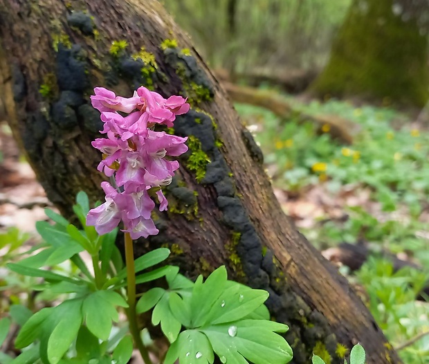 chochlačka dutá Corydalis cava (L.) Schweigg. et Körte