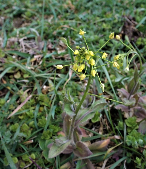 chudobka hájna Draba nemorosa