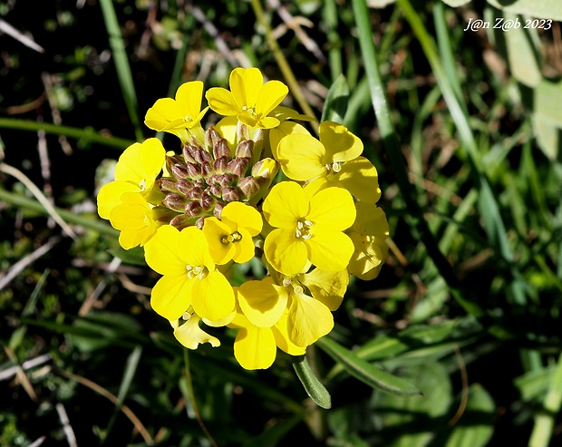 horčičník Erysimum raulinii Boiss.