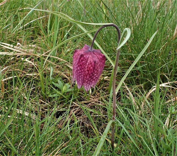 korunkovka strakatá Fritillaria meleagris L.