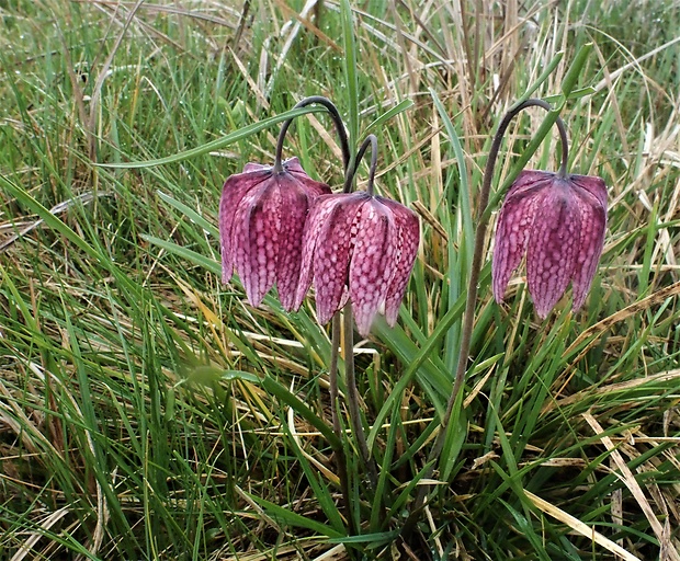 korunkovka strakatá Fritillaria meleagris L.